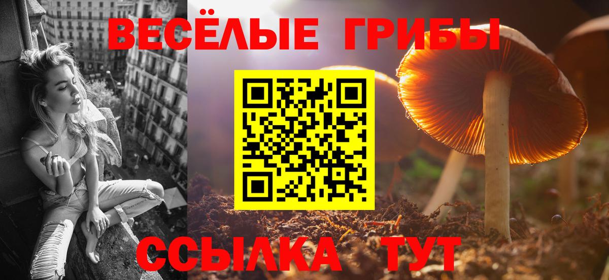Псилоцибиновые грибы Psilocybe Тамбов